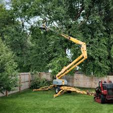 Best Fruit Tree Pruning  in West Milton, PA