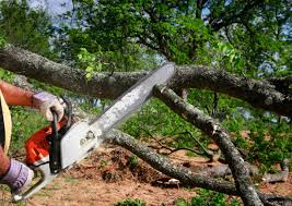 Best Hazardous Tree Removal  in West Milton, PA